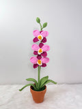 Orchids
