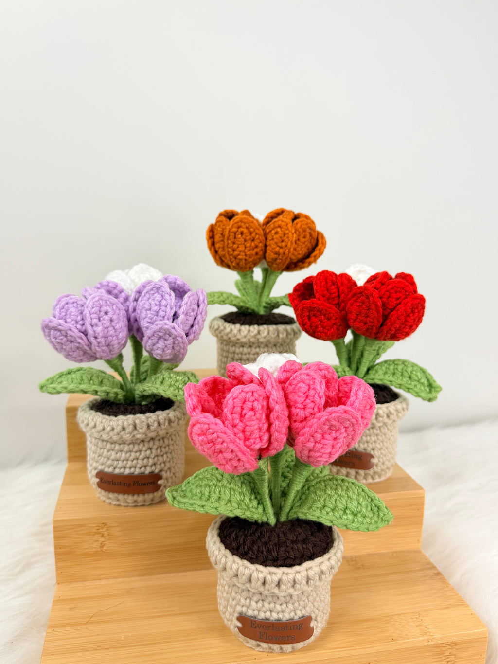 Blooming Tulips