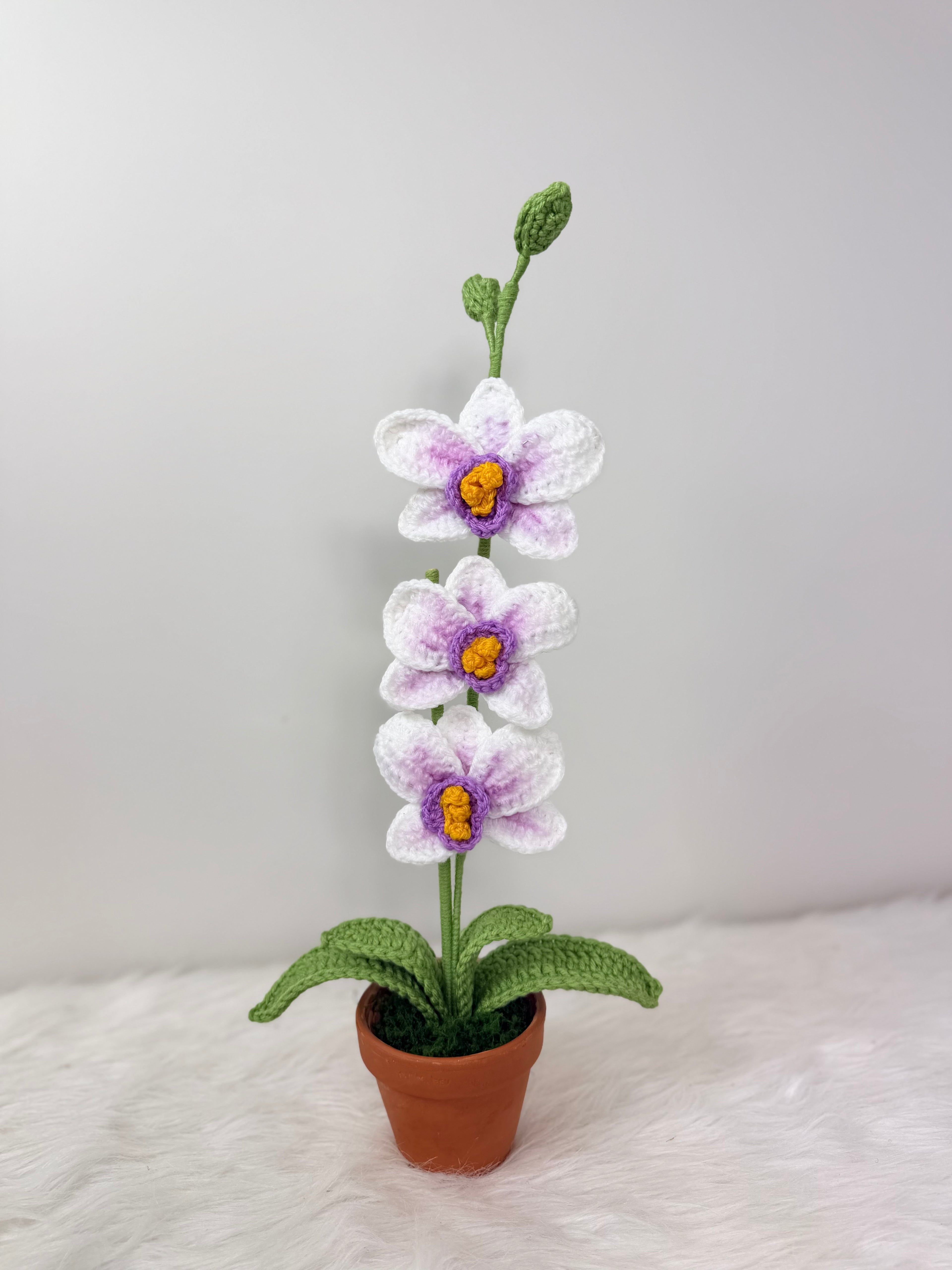 Orchids