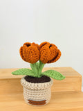 Blooming Tulips