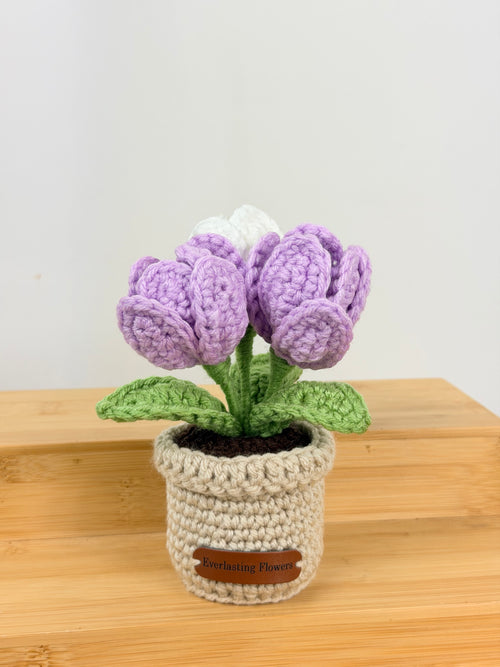 Blooming Tulips