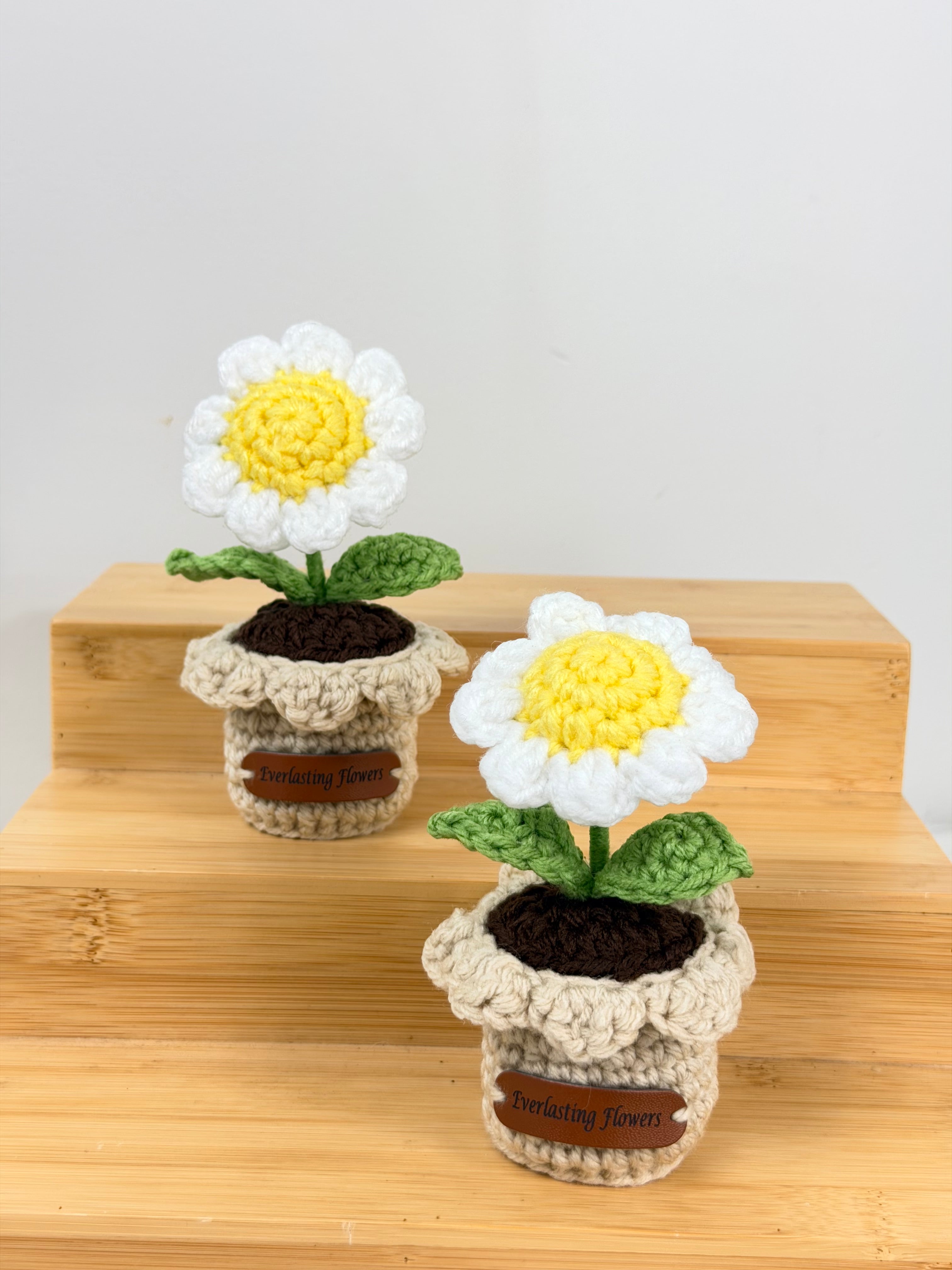 Mini Daisy