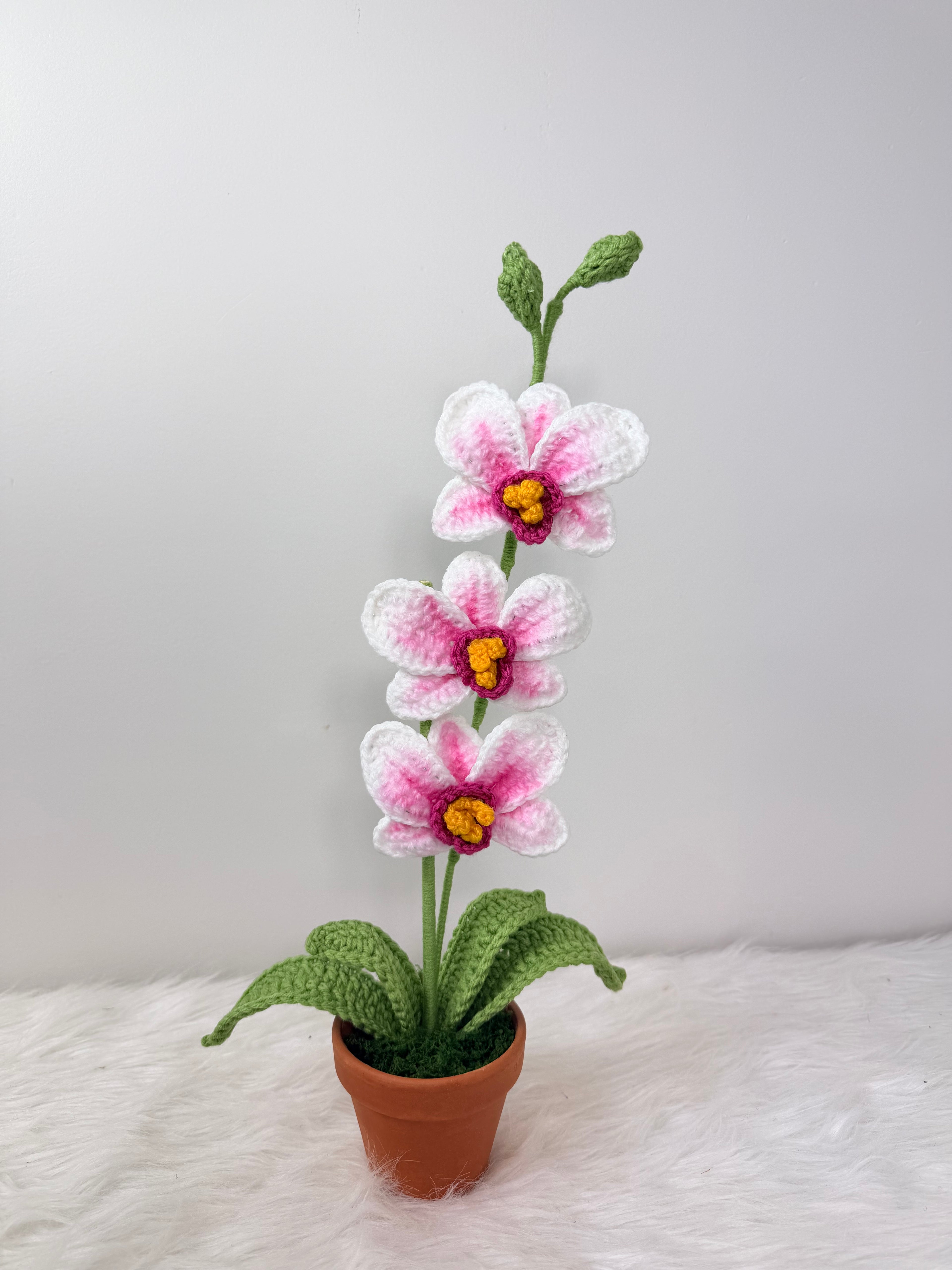 Orchids